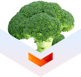Broccoli Extract