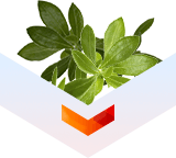 Thyme
