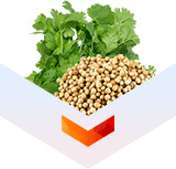 Coriander Seed